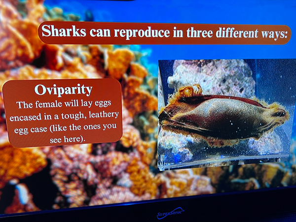 shark reproducing info