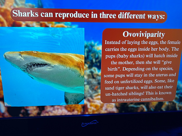 shark reproducing info