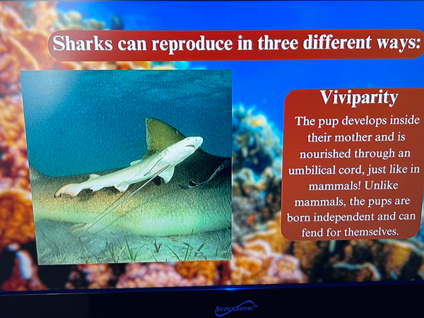 shark reproducing info