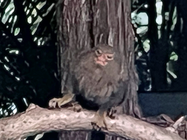 Py;gmy marmoset  monkey