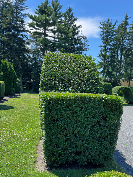 chair at The Green Animals Topiary Garden 