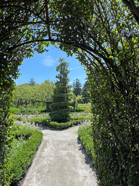 spiral tree at The Green Animals Topiary Garden