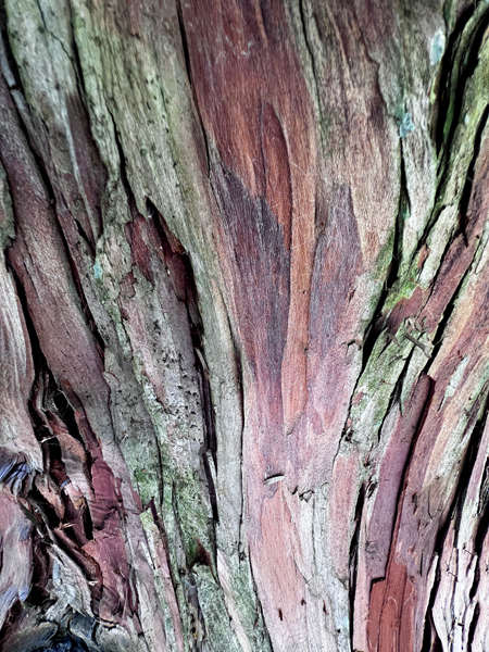 colorful tree bark