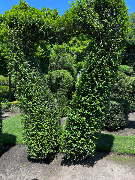 heart shape at The Green Animals Topiary Garden