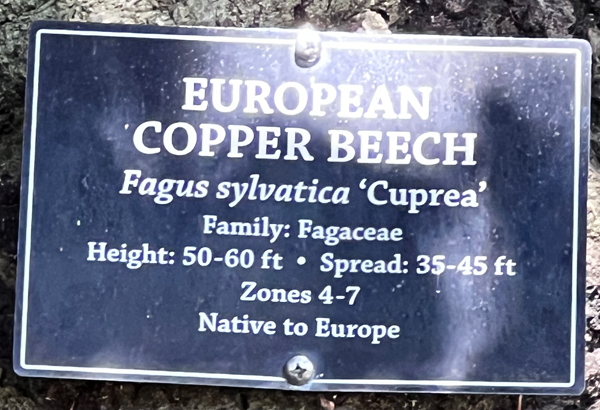 European Copper Beech tree