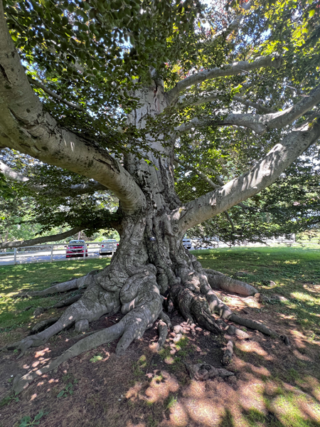 European Copper Beech tree