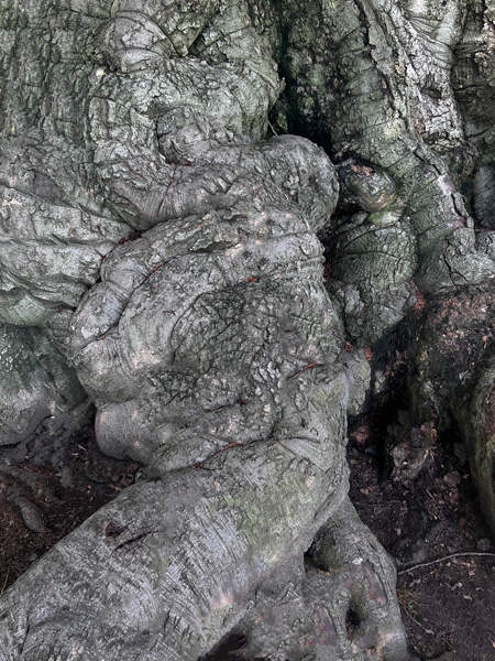 European Copper Beech tree