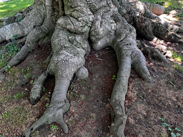 European Copper Beech tree