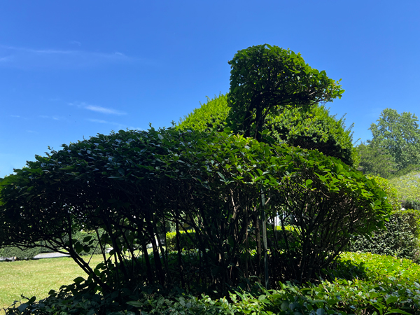 The Green Animals Topiary Garden