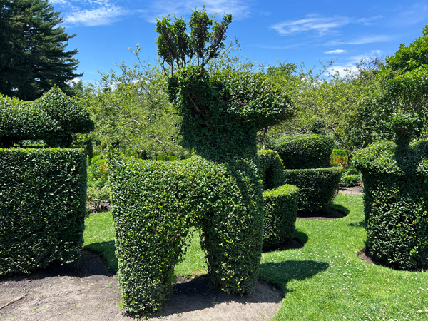 animal shape at The Green Animals Topiary Garden