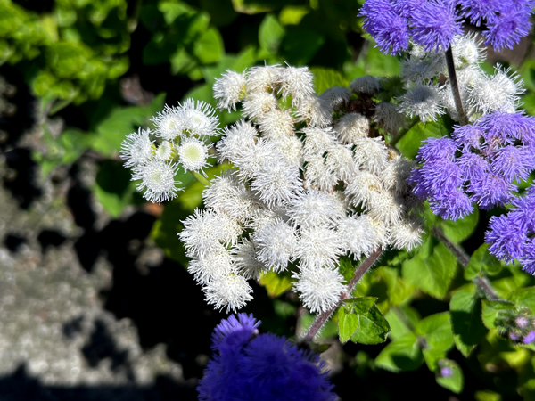 flowers at The Green Animals Topiary Garden