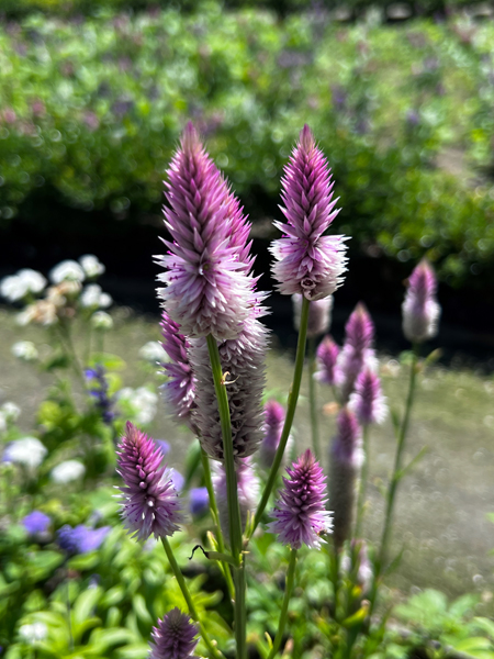 flowers at The Green Animals Topiary Garden