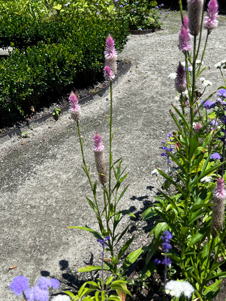 flowers at The Green Animals Topiary Garden