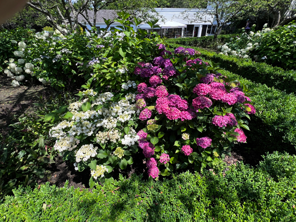 flowers at The Green Animals Topiary Garden