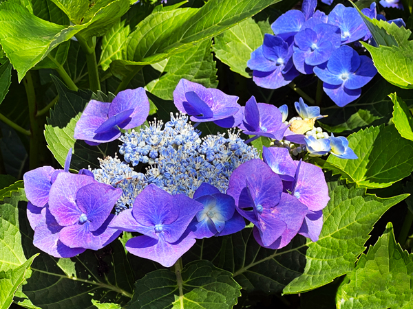 flowers at The Green Animals Topiary Garden