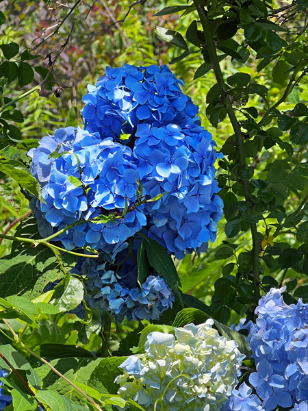 flowers at Green Animals Topiary Garden