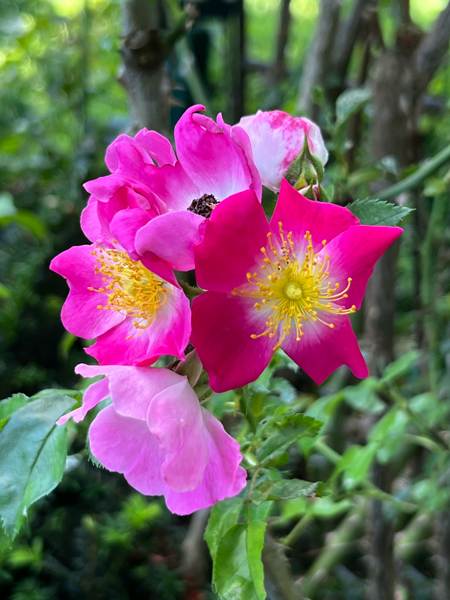 flowers at The Green Animals Topiary Garden