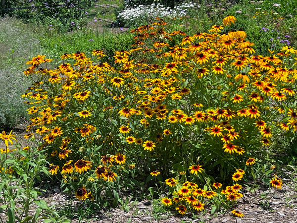 flowers at The Green Animals Topiary Garden