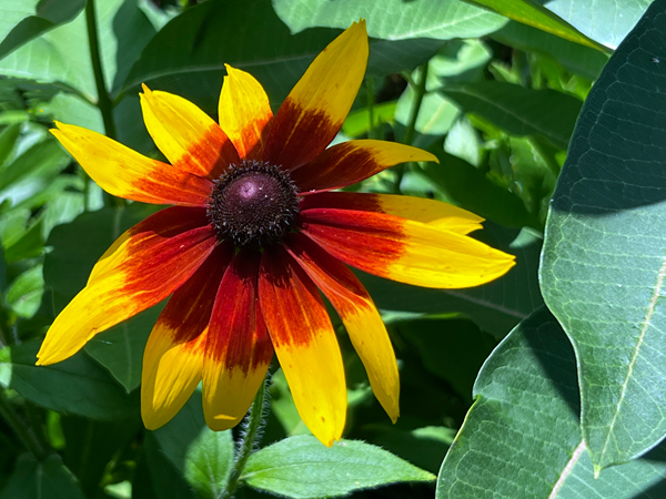 flower at animal shape at The Green Animals Topiary Garden