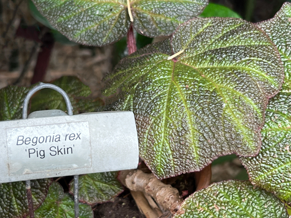 Begonia rex - Pig Skin plant