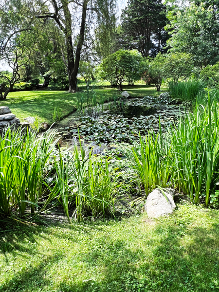 water lily-filled pond