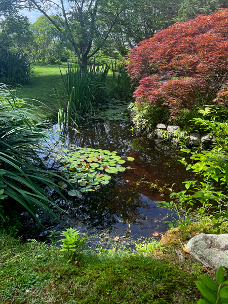 water lily-filled pond