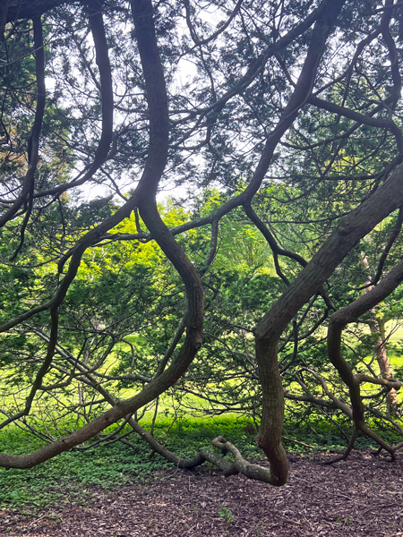 tree limbs on the ground