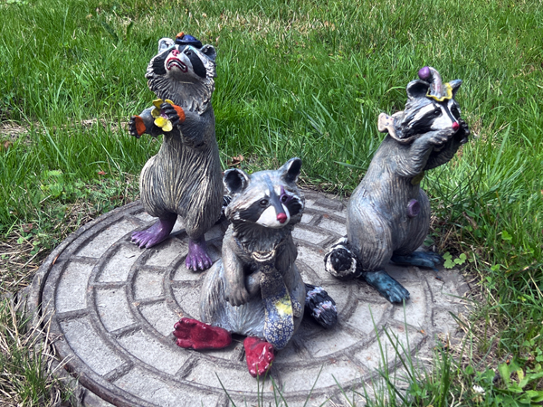 three racoons