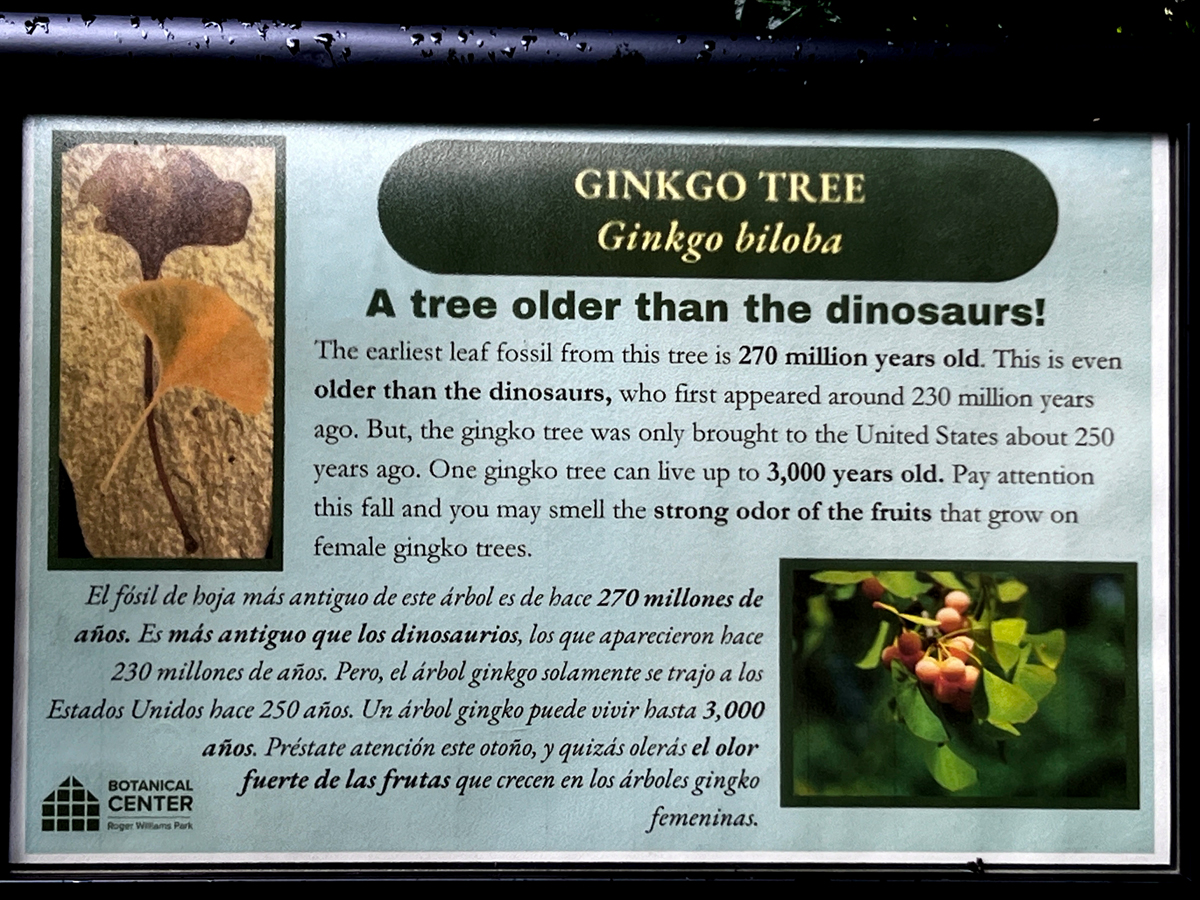 Ginkgo Tree information