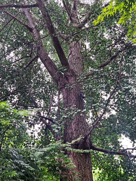 Ginkgo Tree