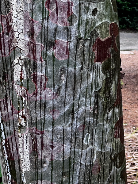 tree bark