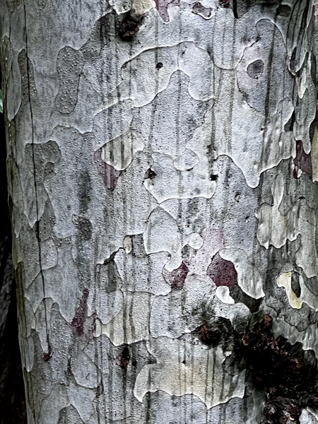 tree bark