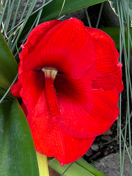 flower at the Roger Williams Botanical Park