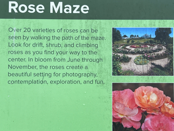 The Rose Maze