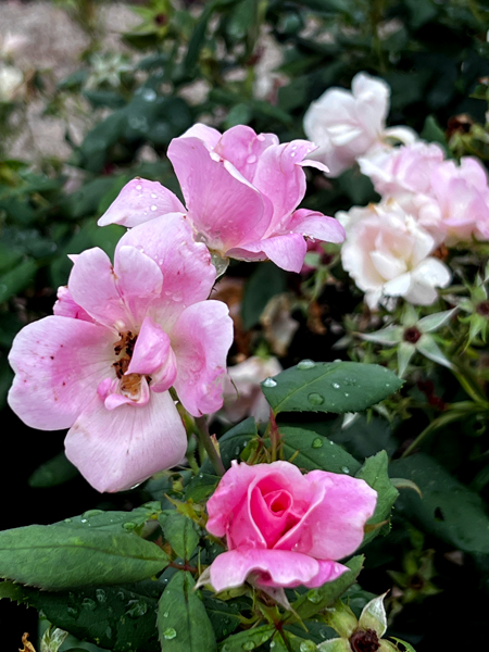 flowers at the Roger Williams Botanical Park