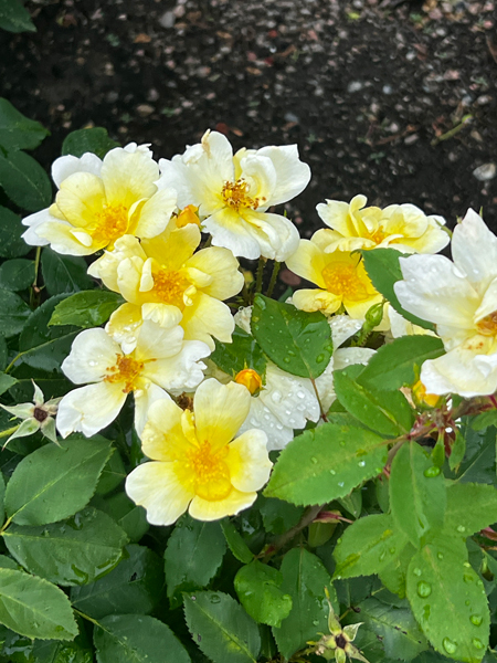 flowers at the Roger Williams Botanical Park