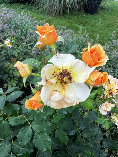 flowers at the Roger Williams Botanical Park