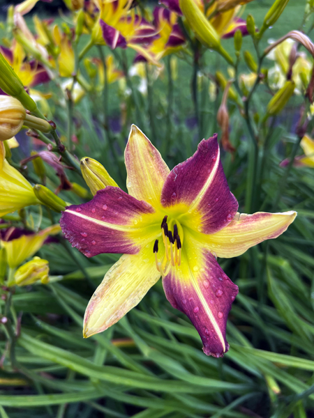 flowers at the Roger Williams Botanical Park