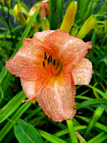 flowers at the Roger Williams Botanical Park