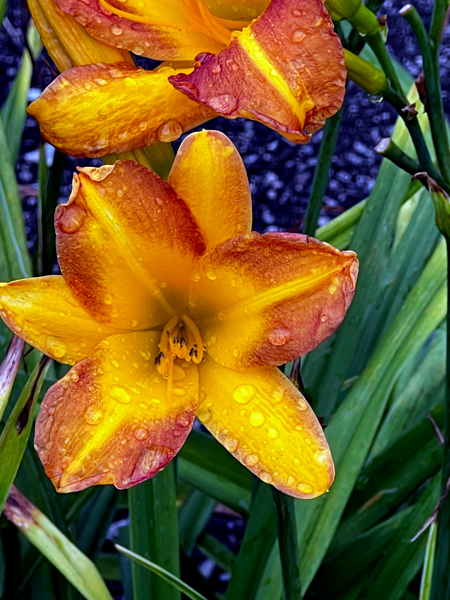 flowers at the Roger Williams Botanical Park