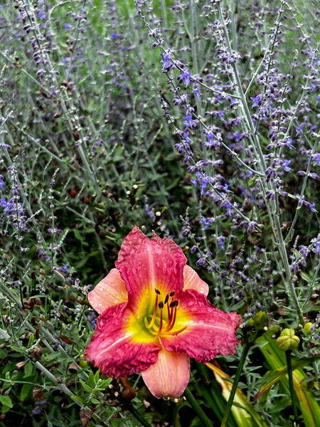 flowers at the Roger Williams Botanical Park