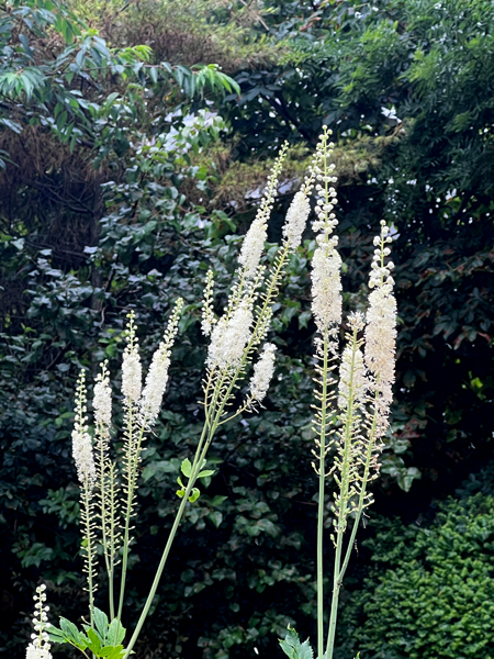 flowers at the Roger Williams Botanical Park