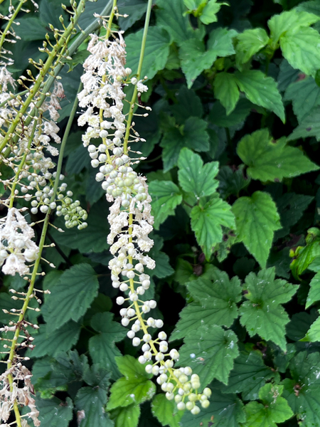 flowers at the Roger Williams Botanical Park