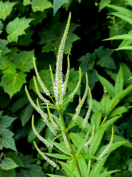 flowers at the Roger Williams Botanical Park