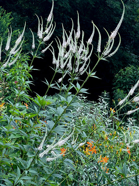 flowers at the Roger Williams Botanical Park