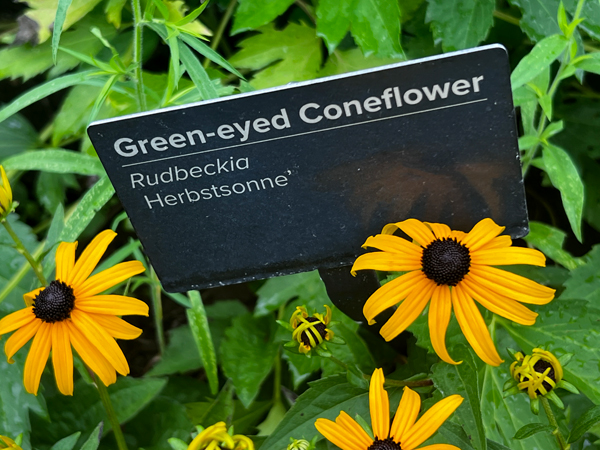 green-eyed Conflower sign