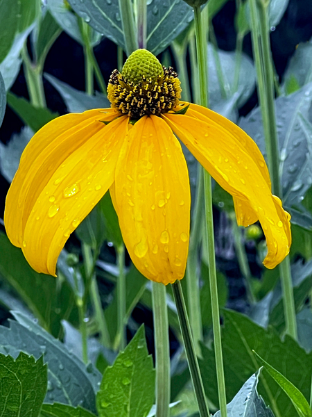 flowers at the Roger Williams Botanical Park