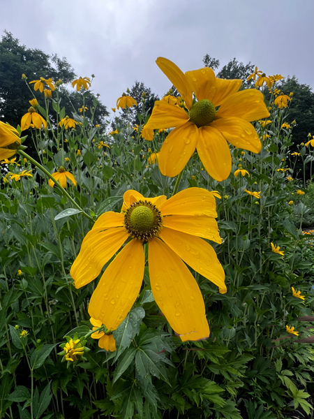 flowers at the Roger Williams Botanical Park