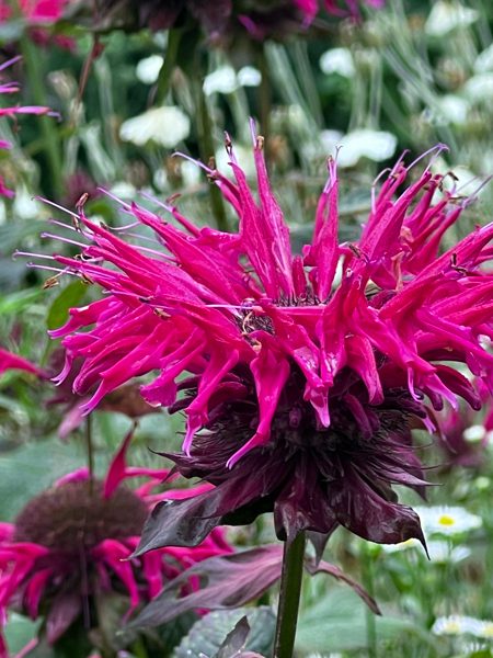 flowers at the Roger Williams Botanical Park