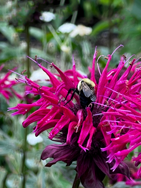 flower and bee